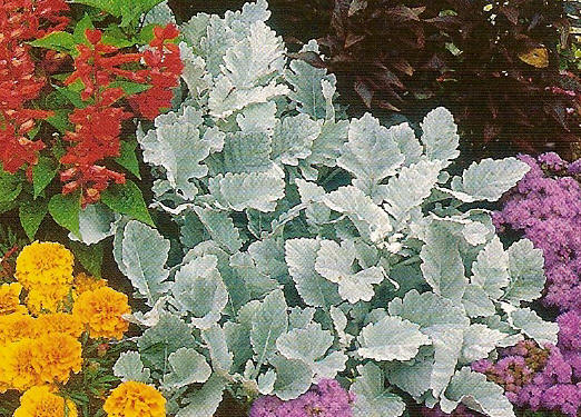 Cinéraire Maritime En Pot 10,5 Cm - Plante Vivace Feuillage Argenté - Pour Jardins, Balcons