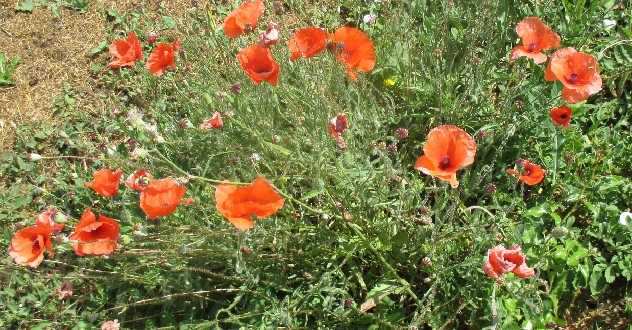 coquelicot 54 b